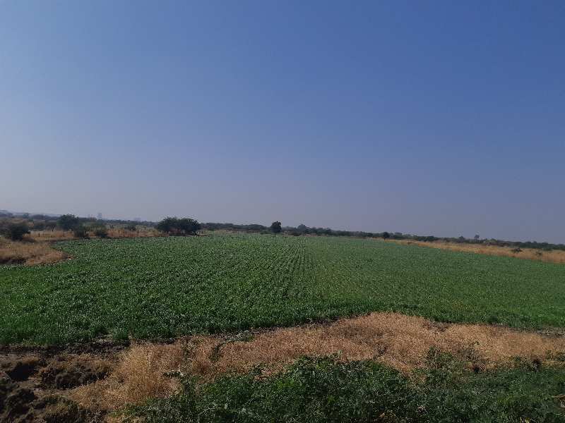 Agricultural Land 32 Acre for Sale in Dahej, Bharuch