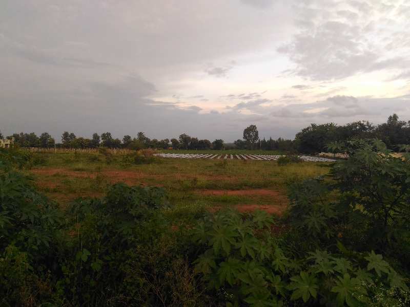Agricultural Land 150 Bigha for Sale in