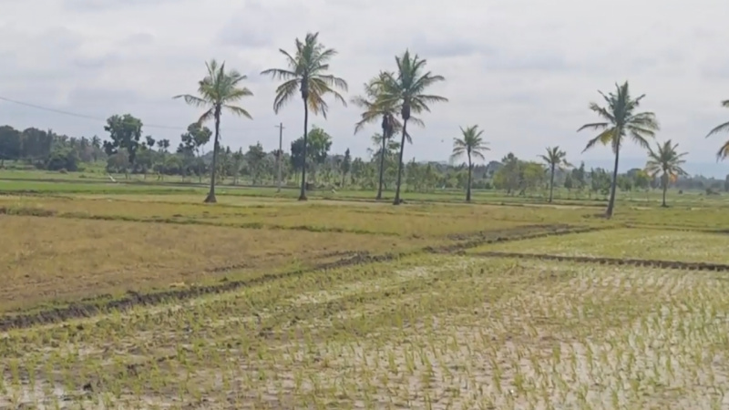  5 Acre Agricultural/Farm Land for Sale in Mysore Road, Bangalore