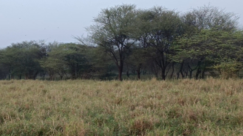  1 Acre Agricultural/Farm Land for Sale in Maddur, Bangalore