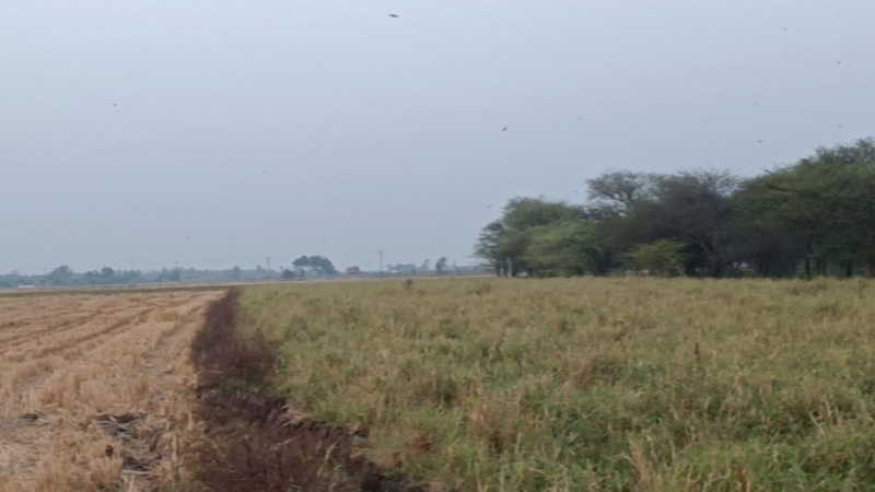  1 Acre Agricultural/Farm Land for Sale in Maddur, Bangalore
