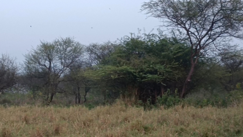  1 Acre Agricultural/Farm Land for Sale in Maddur, Bangalore