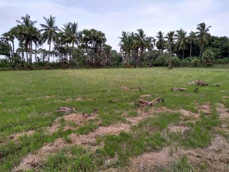 Agricultural Land 95 Cent for Sale in Rajanagaram, East Godavari