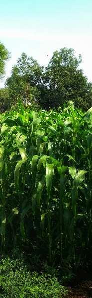  Agricultural Land for Sale in Ausa, Latur