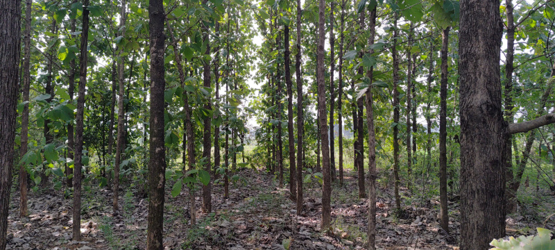  Agricultural Land 25 Cent for Sale in Arcot, Vellore