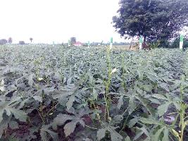  Agricultural Land for Sale in Chengalpet, Chennai