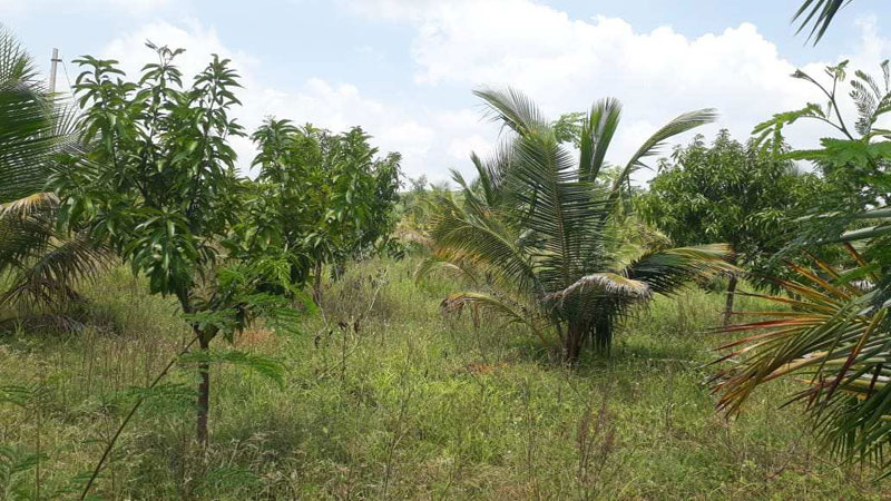 Agricultural Land 6 Acre for Sale in Hindupur, Bangalore