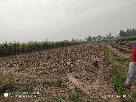  Agricultural Land for Sale in Chandpur, Bijnor