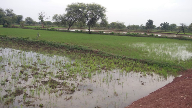  50 Dismil Agricultural/Farm Land for Sale in Fasterpur, Mungeli