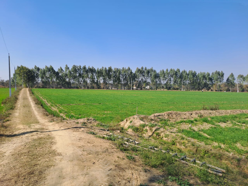 Agricultural Land 75 Bigha for Sale in