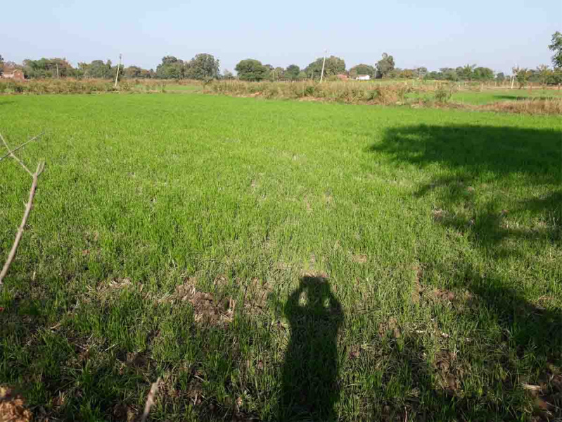  50 Bigha Agricultural/Farm Land for Sale in Bilari, Moradabad