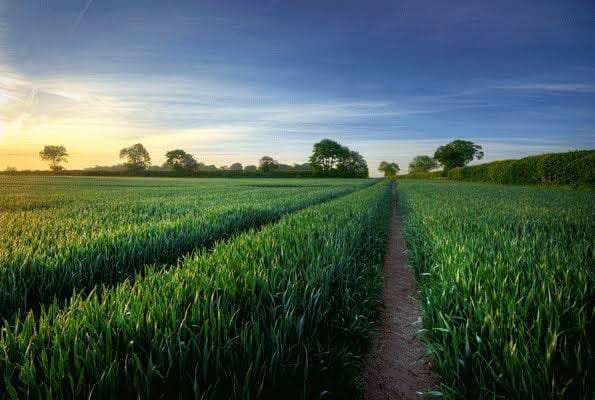 Agricultural Land 300 Bigha for Sale in
