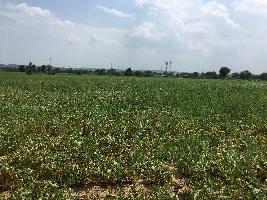  Agricultural Land for Sale in Waghapur, Yavatmal