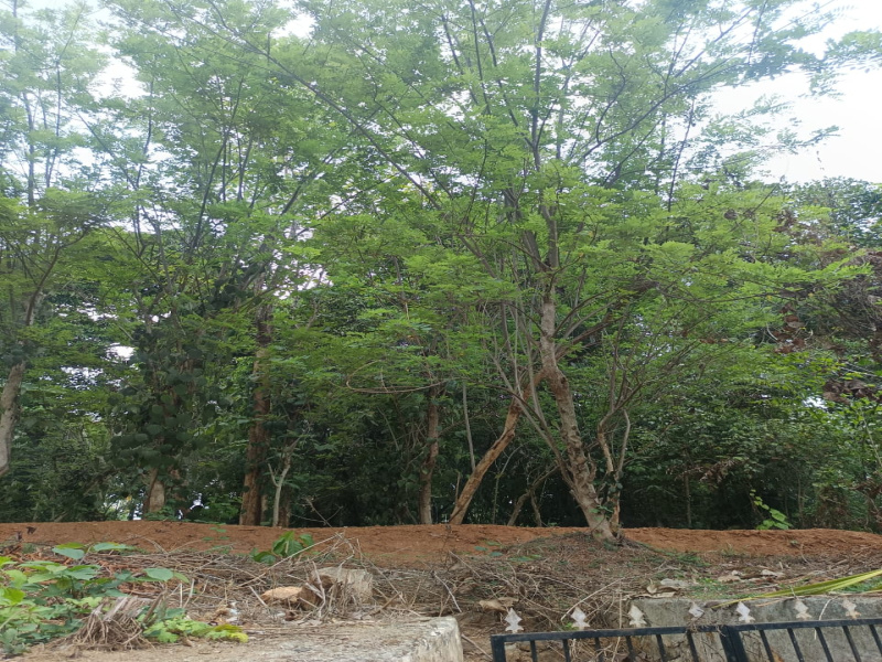 Ottapalam, Palakkad photo 3