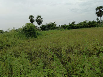  Agricultural Land for Sale in Arani, Tiruvannamalai