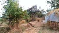  Agricultural Land for Sale in Murbad MIDC, Thane