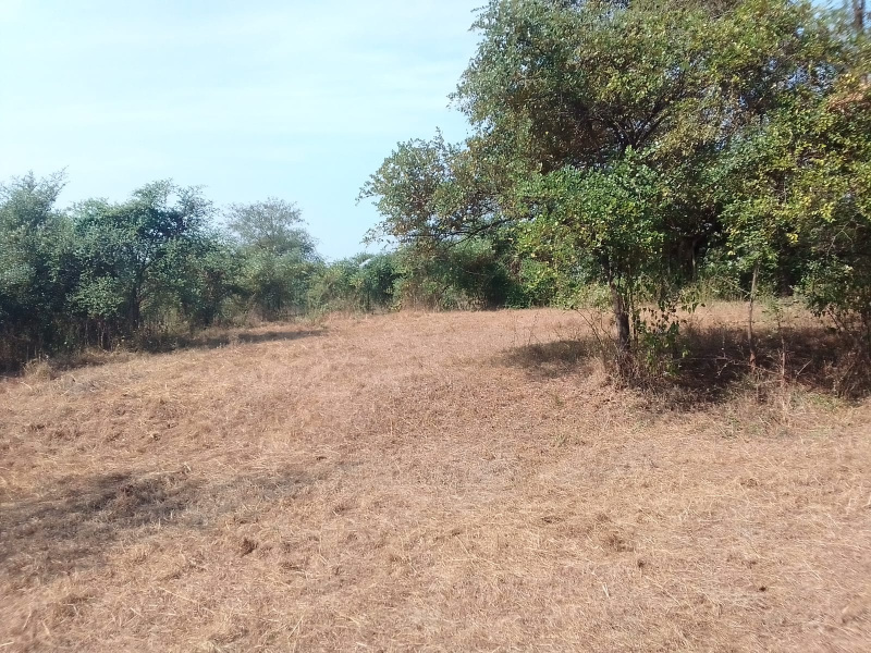  Agricultural Land 8 Acre for Sale in Murbad, Thane