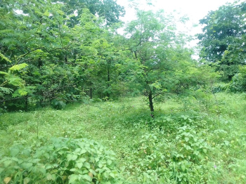  Agricultural Land for Sale in Murbad, Thane