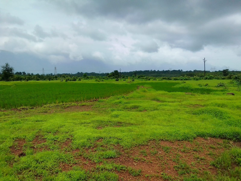  Agricultural Land 52 Guntha for Sale in Murbad, Thane