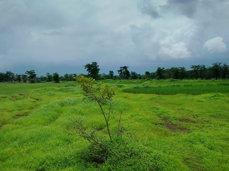  Agricultural Land 52 Guntha for Sale in Murbad, Thane