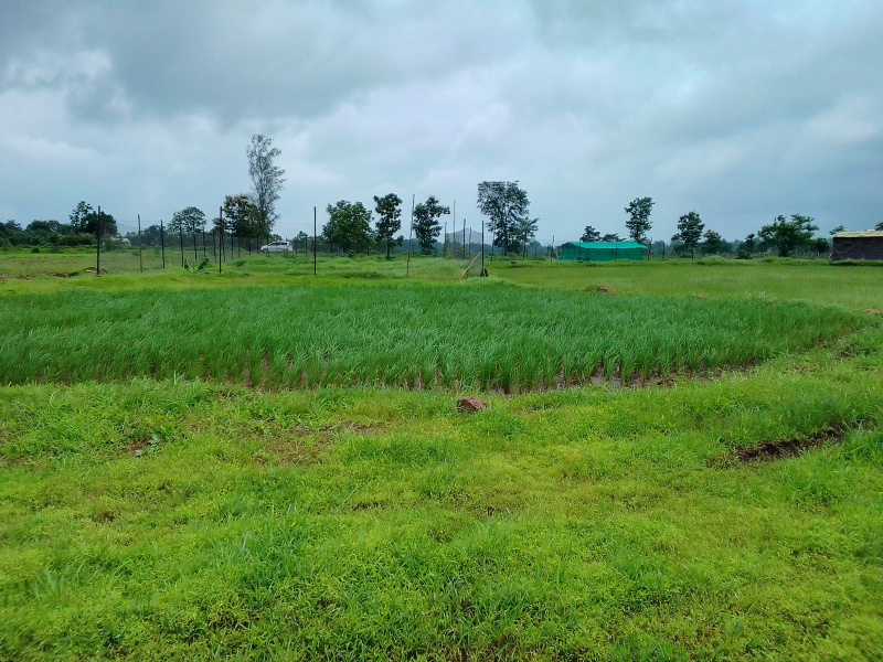  Agricultural Land 52 Guntha for Sale in Murbad, Thane