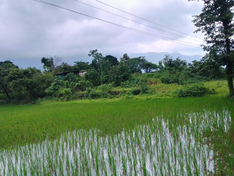  Agricultural Land 45 Guntha for Sale in Murbad, Thane