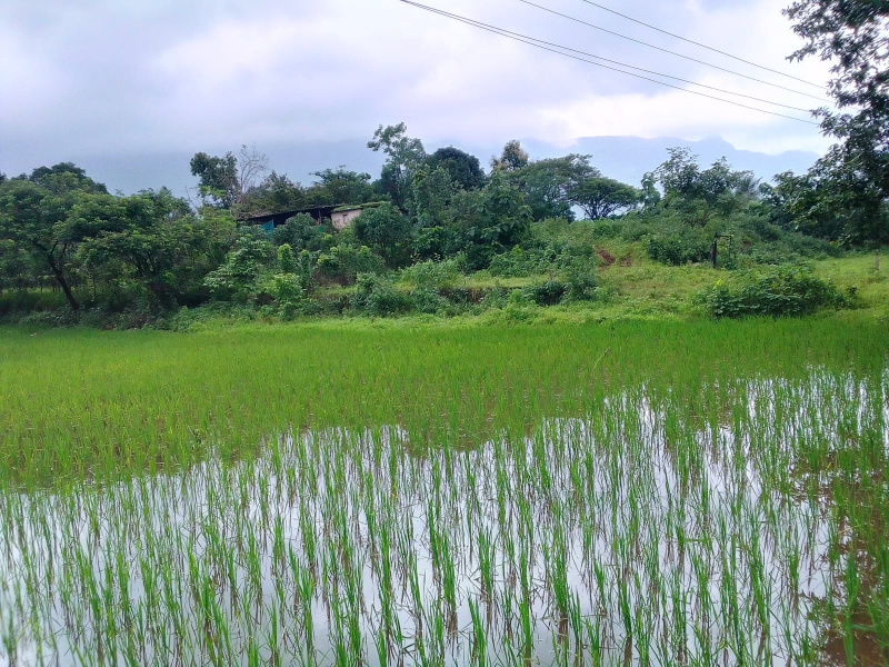  Agricultural Land 45 Guntha for Sale in Murbad, Thane