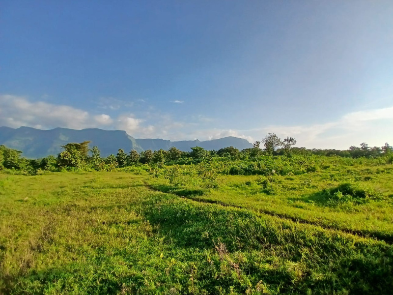  Agricultural Land 51 Guntha for Sale in Murbad, Thane