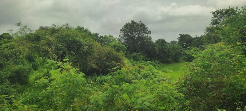  Agricultural Land 14 Acre for Sale in Shahapur, Thane