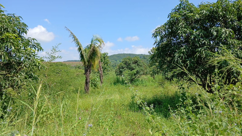  Agricultural Land 7 Acre for Sale in Shahapur, Thane