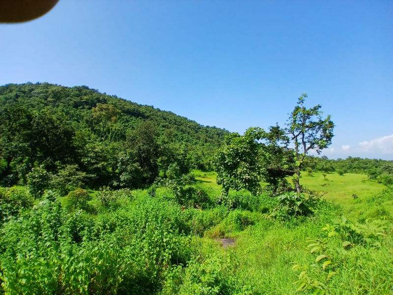  Agricultural Land 22 Acre for Sale in Murbad, Thane