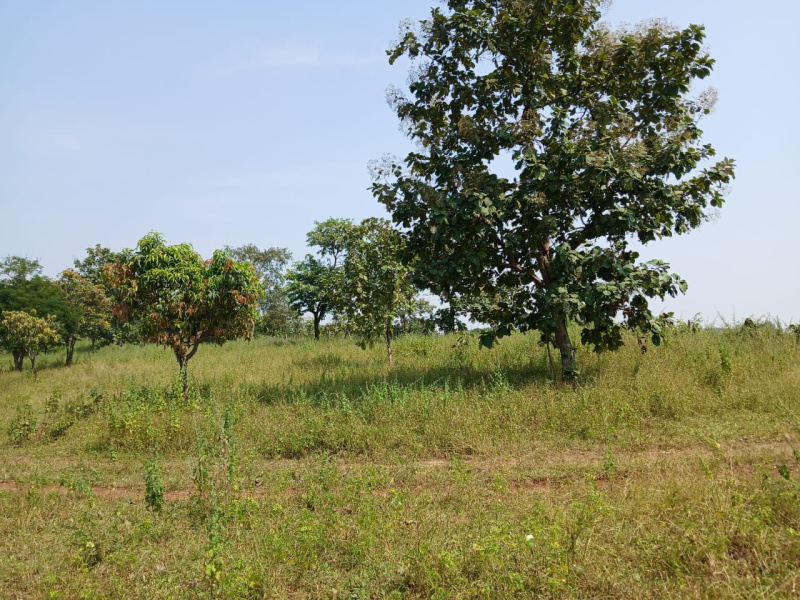  Agricultural Land 70 Acre for Sale in Khardi, Thane