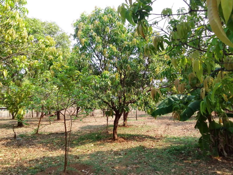  Agricultural Land 13 Acre for Sale in Murbad, Thane