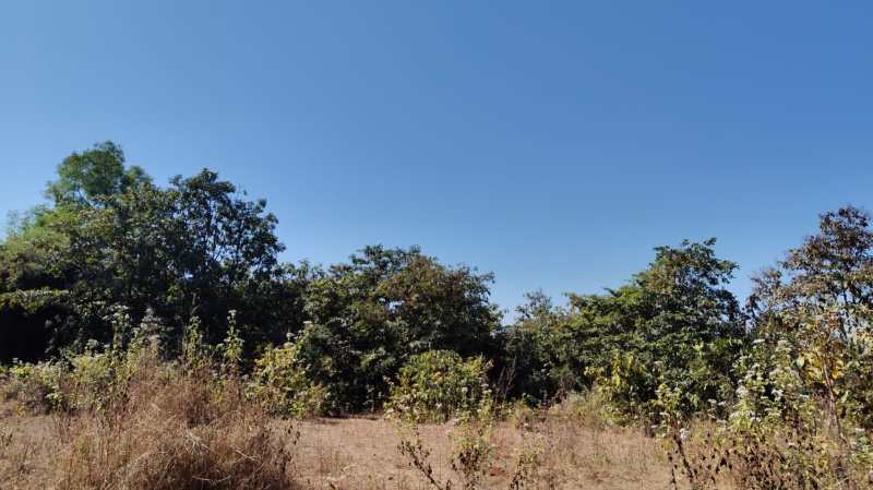  Agricultural Land 41 Guntha for Sale in Murbad, Thane