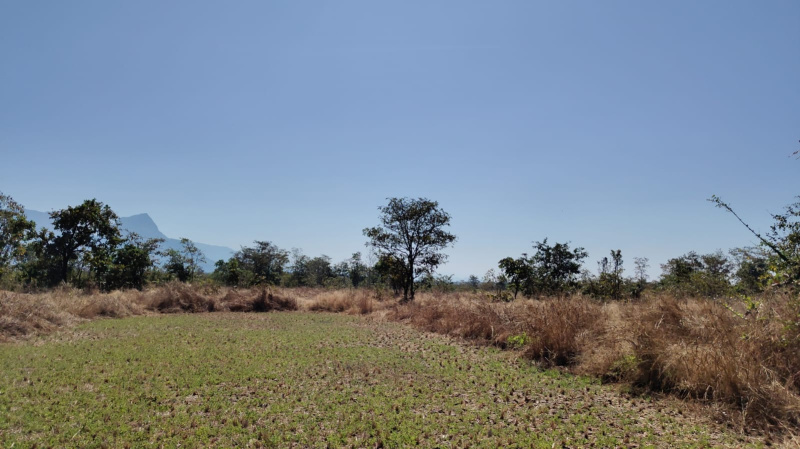  Agricultural Land 30 Guntha for Sale in Murbad, Thane