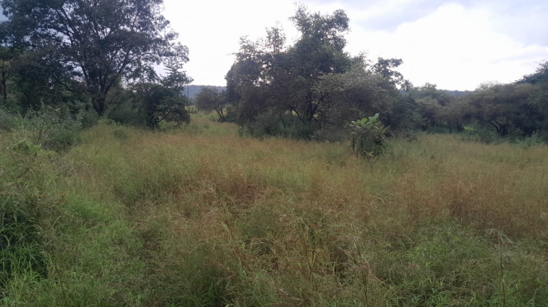  1 Acre Agricultural/Farm Land for Sale in Murbad, Thane