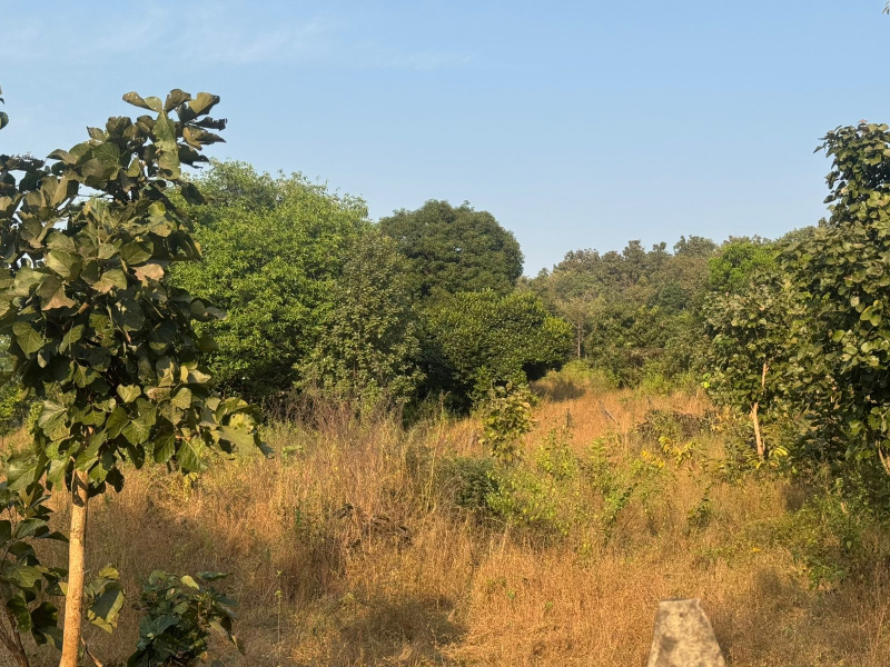  5 Ares Agricultural/Farm Land for Sale in Murbad, Thane