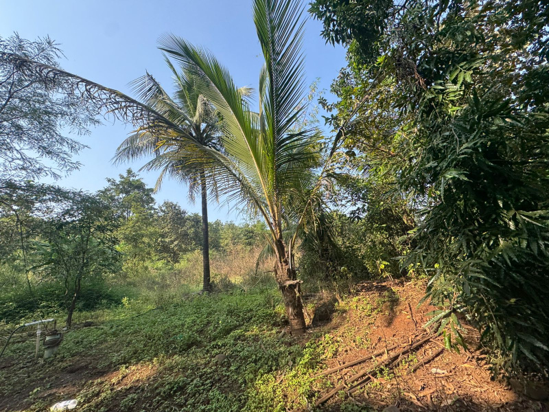  3 Acre Agricultural/Farm Land for Sale in Murbad, Thane