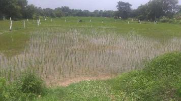  Agricultural Land for Sale in Ramayampet, Medak