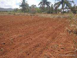  Agricultural Land for Sale in Ramnagar, Sonipat
