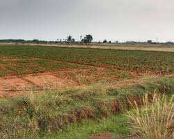 Agricultural Land 1 Acre for Sale in Jhundpur, Sonipat. Sonipat