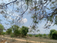  Agricultural Land for Sale in Veppanapalli, Krishnagiri