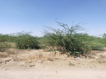 Agricultural Land for Sale in Jhalamand, Jodhpur