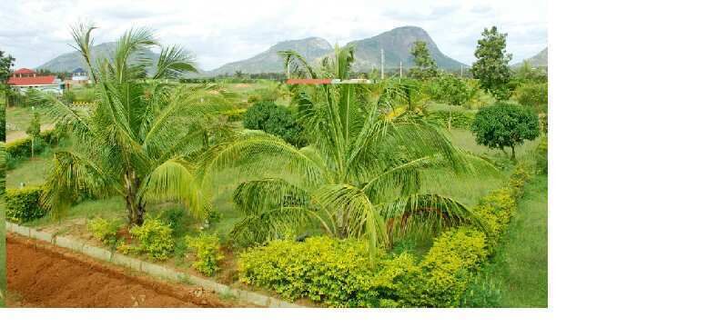  Residential Plot 2503 Sq.ft. for Sale in Devanahalli, Bangalore