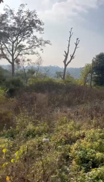  Residential Plot 600 Marla for Sale in Birta, Kangra