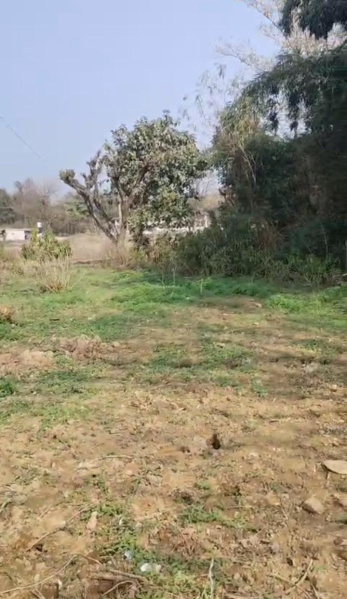  Residential Plot 20 Marla for Sale in Jawali, Kangra