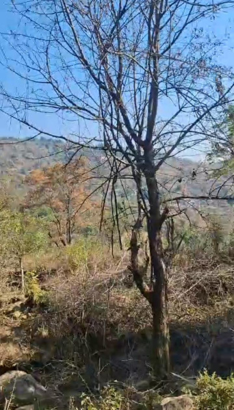  Residential Plot 20 Marla for Sale in Yol Cantt, Dharamsala