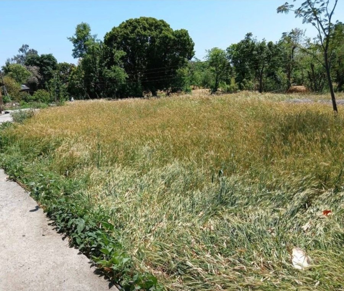  Residential Plot 20 Marla for Sale in Barol, Dharamshala