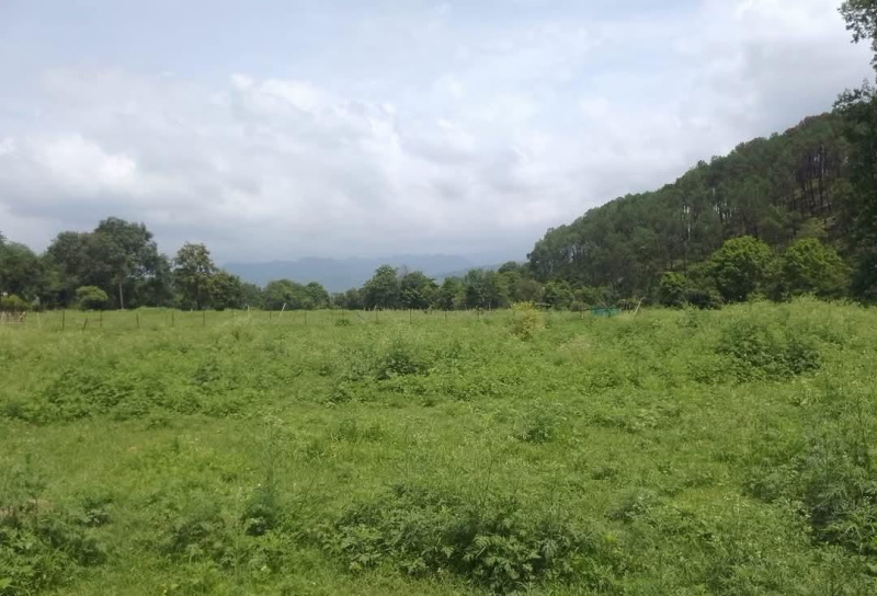  Residential Plot 22 Marla for Sale in Khanyara Road, Dharamsala