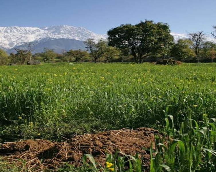  Residential Plot 18 Marla for Sale in Sukkad Road, Dharamsala